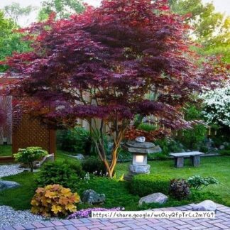 Japanese Maple Red