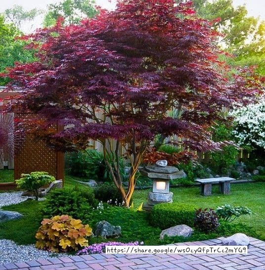 Japanese Maple Red
