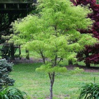 Japanese Maple Green