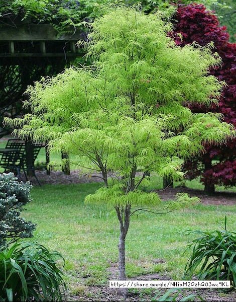 Japanese Maple Green