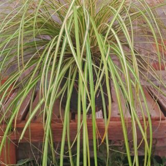 Carex 'Evergold'