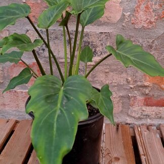 Philodendron Xanadu