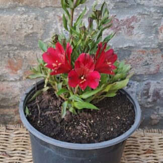 Alstroemeria RED VALENTINO compact
