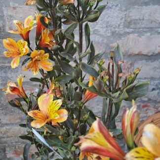 Alstroemeria Summer breeze Tall