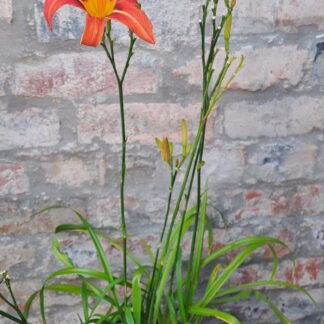 Day Lily Orange