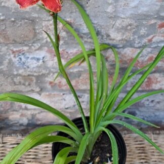 Day Lily Red