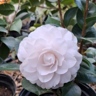 Camelia Japonica “Twilight”