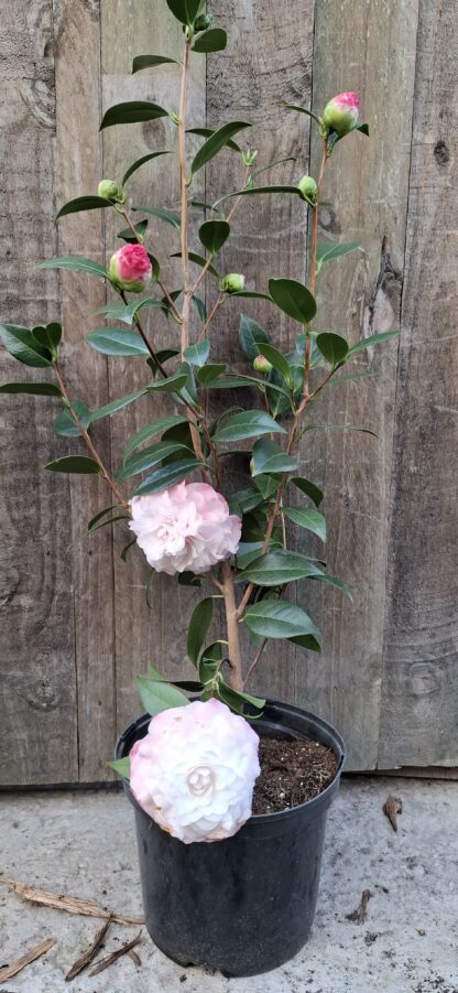 Camellia japonica ‘Nuccio’s Pearl’ - Image 3