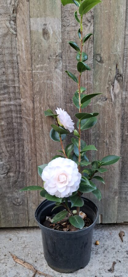 Camelia Japonica "Twilight" - Image 2