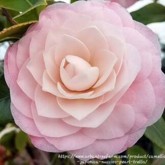 Camellia japonica ‘Nuccio’s Pearl’
