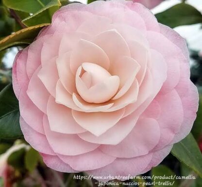 Camellia japonica ‘Nuccio’s Pearl’