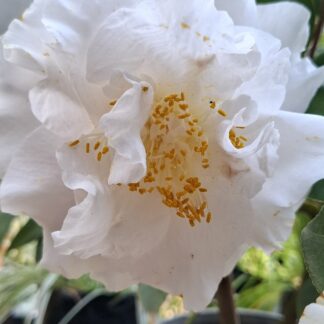 Camellia Japonica dbl white “Onetia Holland”