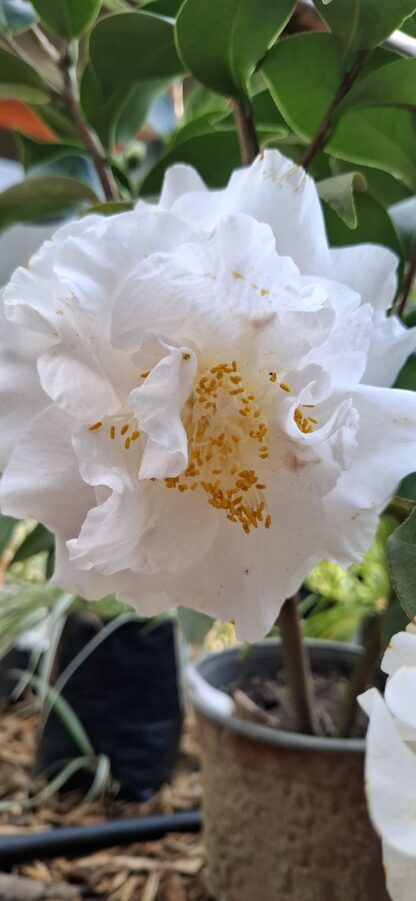 Camellia Japonica dbl white "Onetia Holland"
