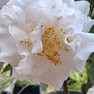 Camellia Japonica dbl white "Onetia Holland"