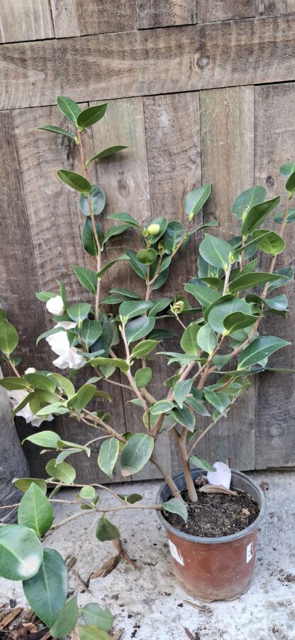 Camellia Japonica dbl white "Onetia Holland" - Image 2
