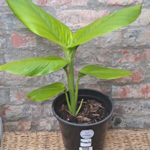 1000256184.jpg Tumeric 17cm