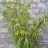1000256191-scaled.jpg Black Bamboo 23cm