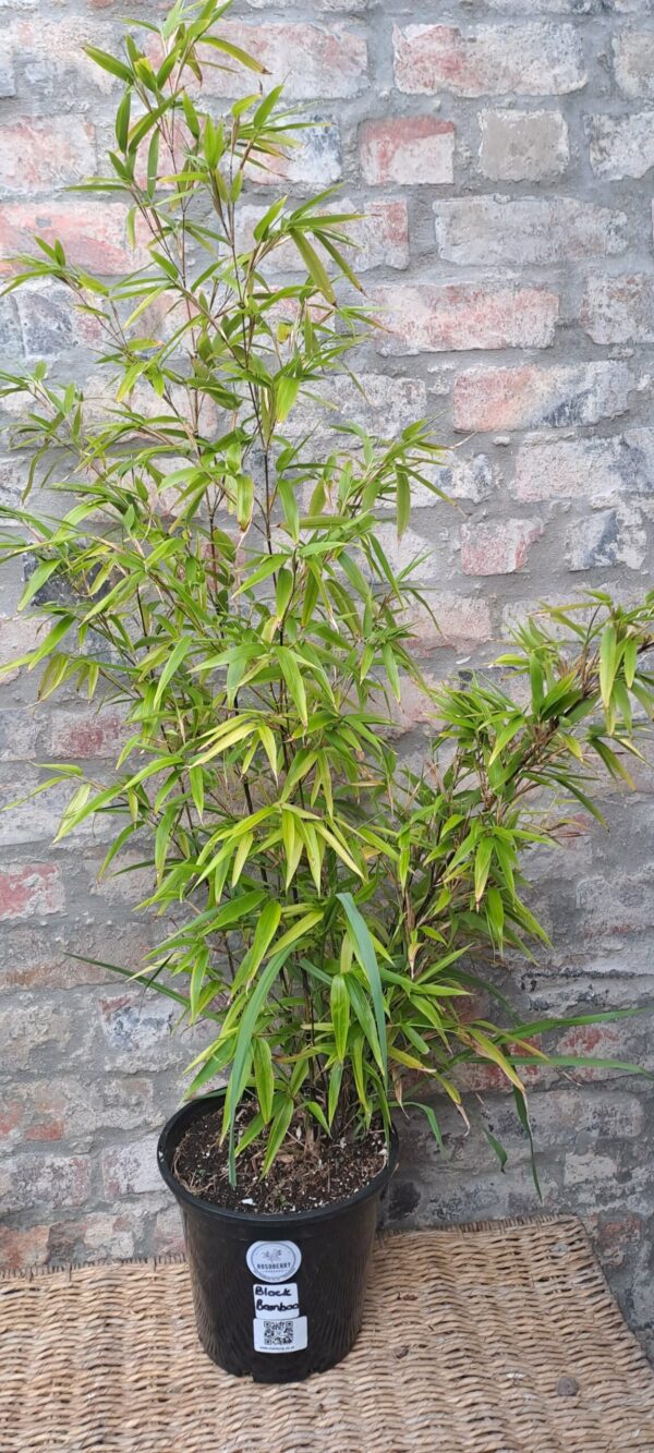 1000256191-scaled.jpg Black Bamboo 23cm