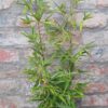 Black bamboo 17cm
