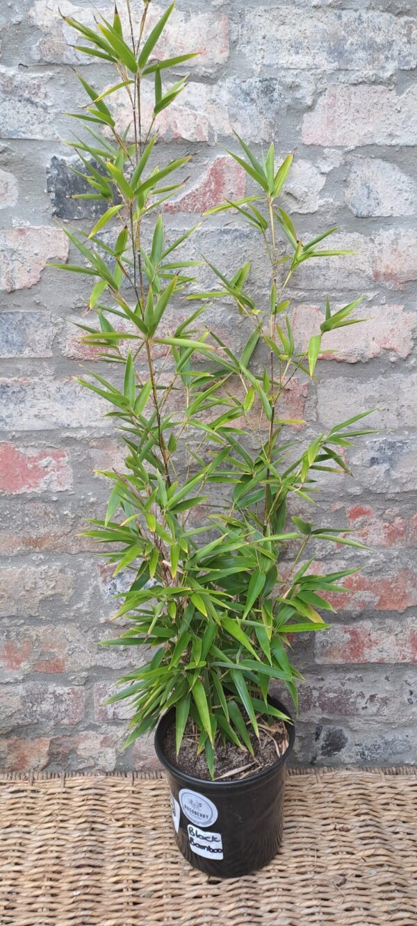 Black bamboo 17cm