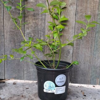 Blueberry Legacy 17cm