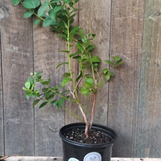 Blueberry Biloxi 17cm