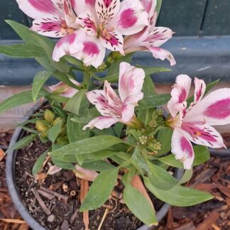 Alstroemeria Compact white pink blush