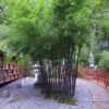 1000256363-1.jpg Black Bamboo 23cm