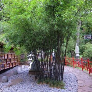 1000256363-1.jpg Black Bamboo 23cm
