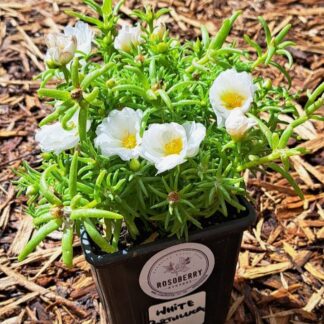 White Portulaca