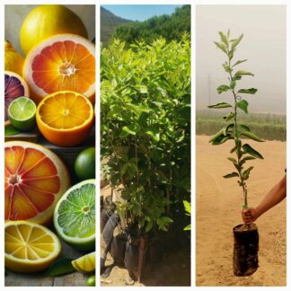 Lemon Naarchie Orange Lime tree