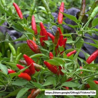 Thai Birds Eye Chilli