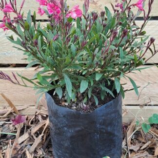 Gaura Compact Pink