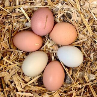 18 Free Range Eggs