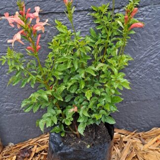 Cape HoneySuckle Salmon