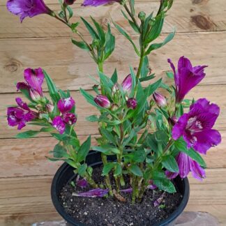 Alstromeria compact 'indigo'