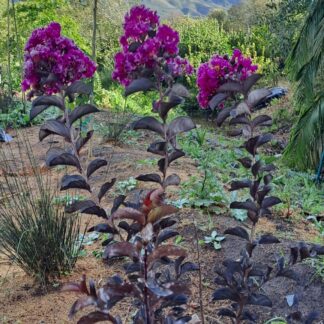 Pride of India Lavender lace