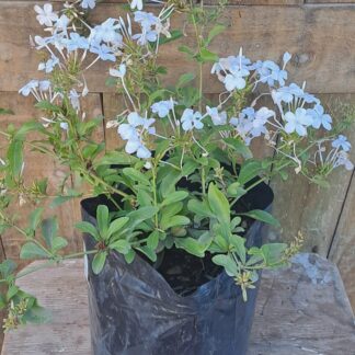 Plumbago White 2,5l