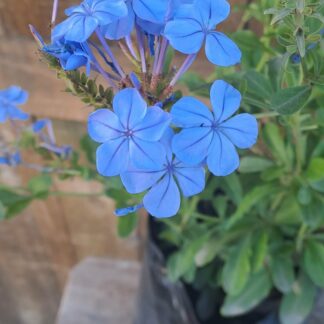 Plumbago Royal Blue