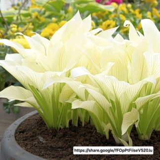Hosta white feather  – 14cm