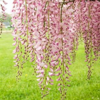 Pink Wisteria