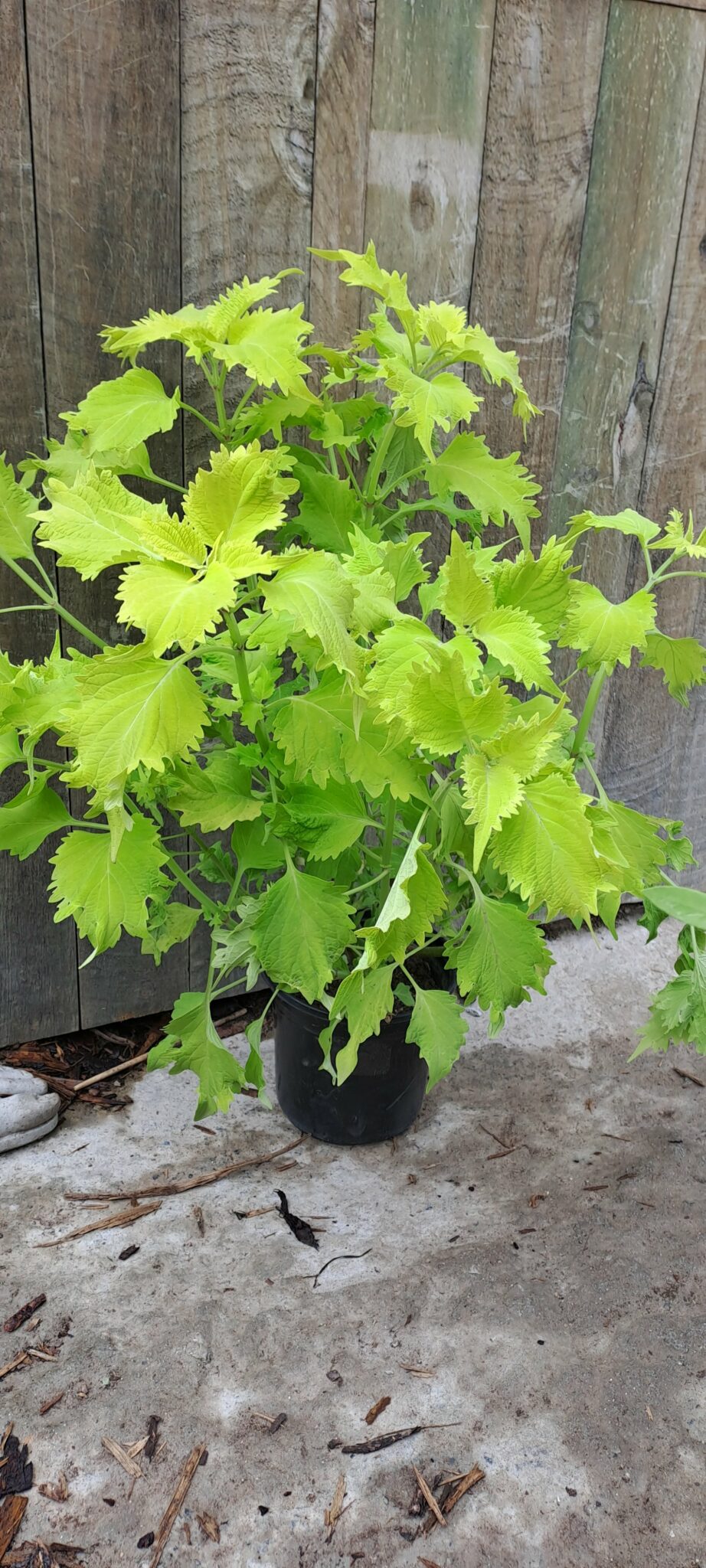 Coleus ‘wasabi’ The Plant Lady