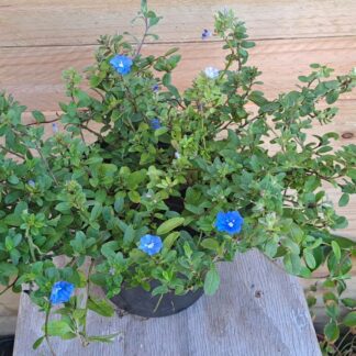 Convulvulous Sabiatus