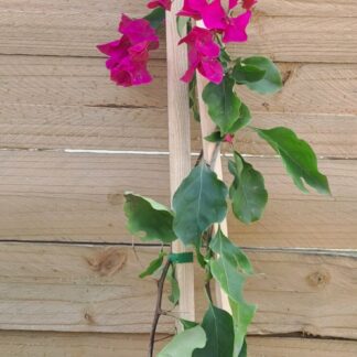 BOUGAINVILLEA Paperflower - Killie Campbell (Purple) 3L