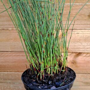 1000283162-scaled.jpg Elegia Tectorum Cape Thatching Grass