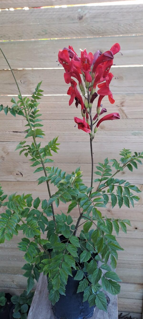 Cape HoneySuckle red
