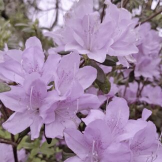 Azalea "Lavender queen"