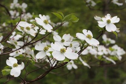 Cornus Dogwood 4,5l - Image 2