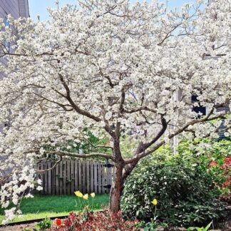 Cornus Dogwood 4,5l