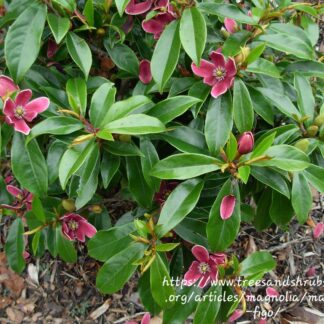Magnolia Michaelia Figo “Banana Magnolia”